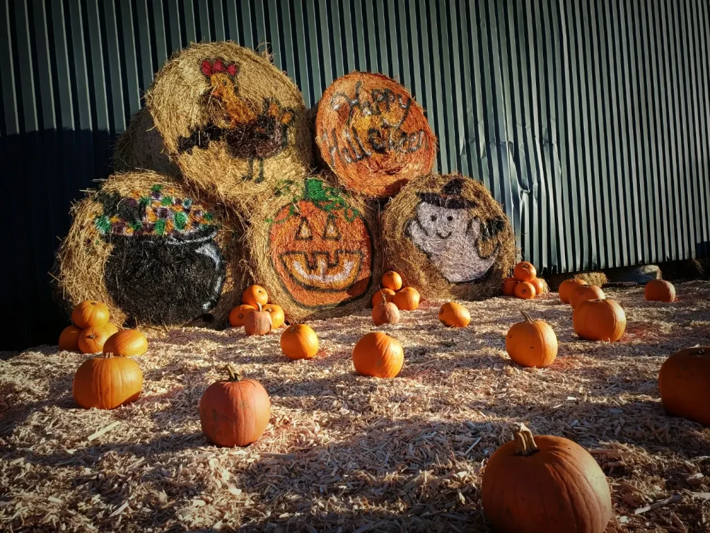 Pumpkin patch